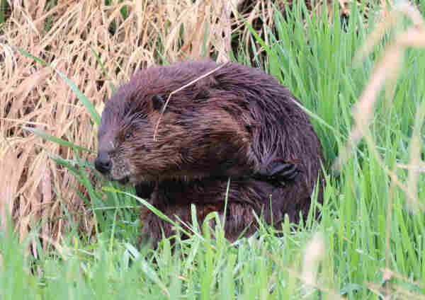 A large mature beaver preens its side with front paw reaching back. It's adorable, brown and furry with a cute black nose. A side view, the photo shows one tiny eye and a small ear. It's sitting in green and brown grass.