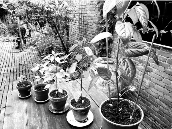 Black and white photograph of five chilli plants in pots standing in a row on a wooden table. The smallest plant is about 5cm tall and the largest is 55cm tall.