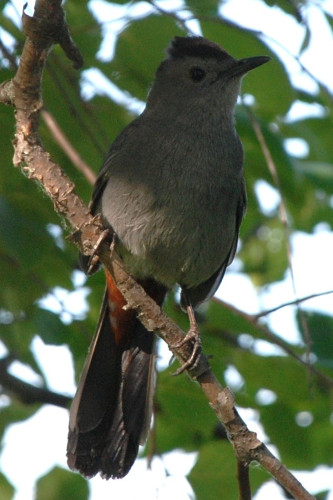A medium-sized gray bird with a long dark tail and a gray breast.  A bit of rusty red is visible on the rump.  