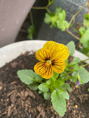 Small viola or pansy, yellow face veined with many dark red brown fine stripes.