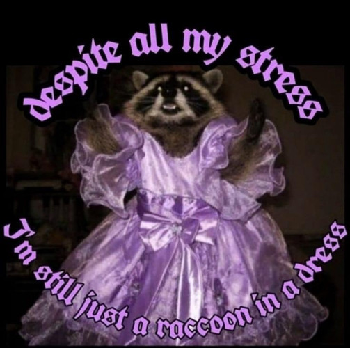 despite all my stress
I'm still just a raccoon in a dress

[Picture of a raccoon with its front paws outstretched wearing a purple dress]