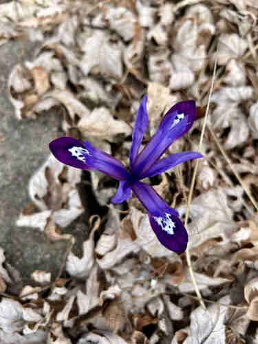 A top down view of a short purple flower with three evenly spaced long narrow petals, tipped with darker purple and a bit of white, and spaced between them three smaller narrow petals. On the ground are last year’s leaves.