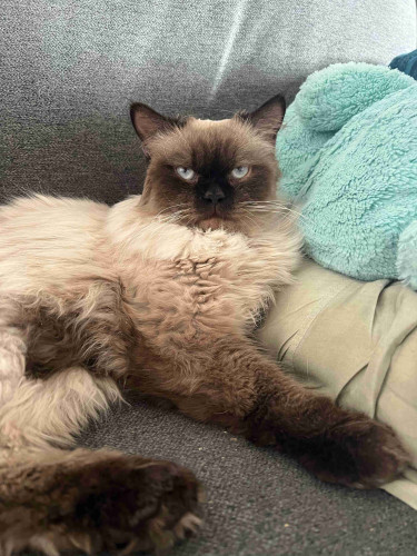 A seal point Himalayan cat lies on a grey couch, next to a light green pillow and a blue fluffy plush. He is mostly cream coloured, but his legs, belly, face, and ears are dark brown. The brown on his legs gets darker from elbow to toes. He has blue eyes, which look grumpy or disappointed with you. In reality, he is purring. 
