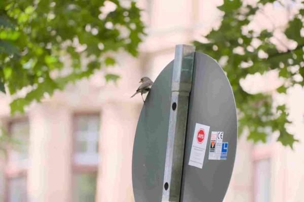 A very small robin perches on the edge of the back of a circular sign and looks to the left. There are tree leaves in the background. On the sign are a few stickers, but the text cannot be read, as it is too small.