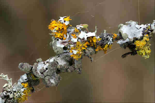 Closeup of a stick / small branch of a tree. Its entire surface is smothered in lichen of different shapes, textures, and colours. Yellows, greys, oranges. Cups, blobs, flakes, octopus arms, lobes, disks. Coarse, smooth, bumpy. There are tiny lengths of spider web connecting some of the growths, and strands of thin fiber from nearby plants lie across the lichen, or are caught up in the spider silk