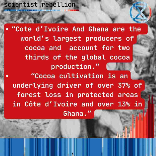 scientist rebellion_ 

The background is the same black and white cocoa bean image as the other pictures.

The following text, from elsewhere in the thread, is overlaid in white on a red background. 

• "Cote d'Ivoire And Ghana are the world's largest producers of cocoa and account for two thirds of the global cocoa production." "Cocoa cultivation is an underlying driver of over 37% of forest loss in protected areas in Côte d'Ivoire and over 13% in Ghana."