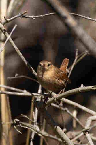 A small brown house wren standing on a stick looking toward the camera giving it a very grumpy, displeased expression with its beak between its eyes and a little frown forming from where its beak meets its face. They have an upright little tail visible behind them and there are sticks all around