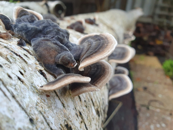 Closeup looking along a horizontal silver birch log at some 5-10cm bracket fungi