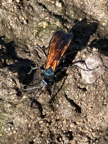 a very large wasp that is iridescent green with orange wings on the ground