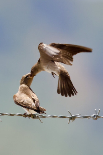 Adult swallow flies in to feed juvenile, who sits on barbed-wire fence.