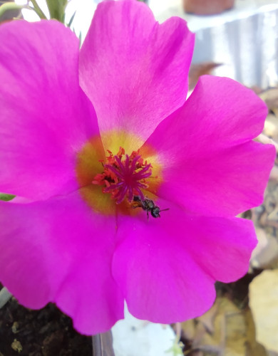 Fucsia flower with yellow center and orange reproductive parts. There's a small bee inside. 