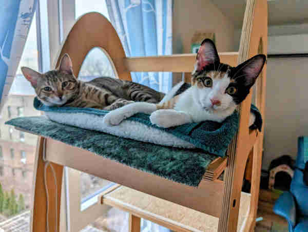 Two kittens are laying on a bolster bed on the top shelf of a cat tree. Both kittens are looking at the camera. The kitten on the left is a brown tabby. The kitten on the right is a calico with very big ears.