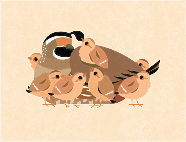 Flat illustration of a California Quail with no less than seven baby quails around and on top of them! One quailby tugs at parent quail's topknot. Their expression looks a bit tired yet patient.