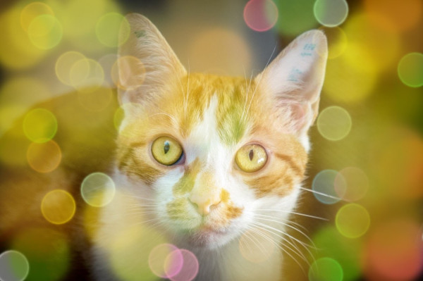 Portrait shot of a red and white European Shorthair cat. The image is overlaid with a bokeh effect that creates yellowish points of light.