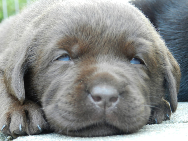 A sleepy seven week old chocolate brown Labrador puppy. She's lying on the ground, paws next to her head. Her eyes are halfway open, her eyes are light blue (they're not anymore). 