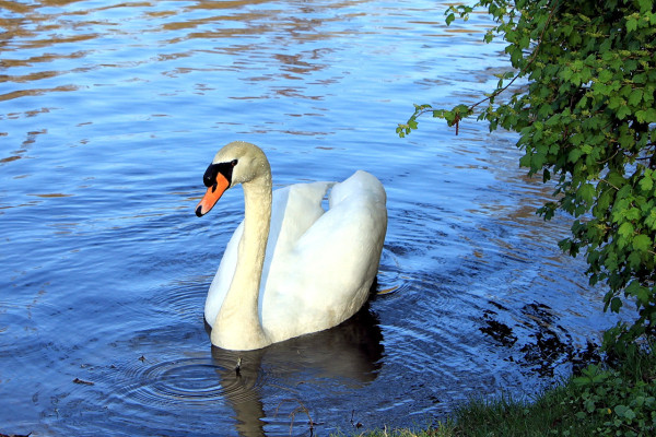 Photo of swans