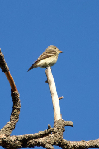 A stocky flycatcher perched on a vertical snag branch against a bright blue desert sky. It has a pale underbelly, gray slightly fluffy head, and darker wings with white wing bars, like basically every flycatcher. This one, though, has a chunkier head in proportion to its body, and a tail that seems to have folded into a moderate rectangle, not the more acrobatic accessory some have. Its dark eye is set further back from its bill and has no eye ring to speak of; and most of all, that insect-killing bill, sharp with a tiny killing hook, is orange on the bottom and broad! Just pointy and prominent and not very much like every other flycatcher.