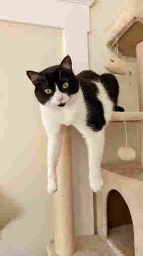 Black and white cat on a tall cat tower, lounging with both from legs dangling over the edge.