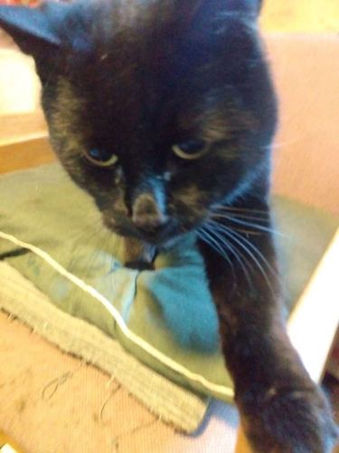 Black kitty on pillows on a chair, facing the camera, putting his paw out like a request.