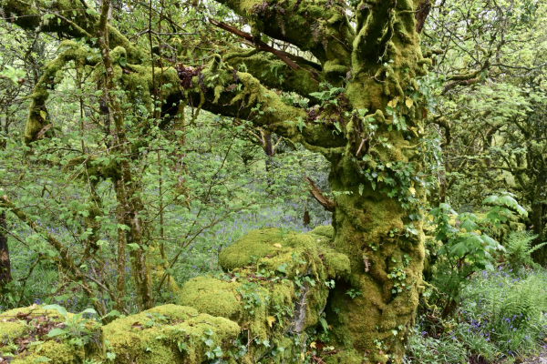 A mossy trunk in a wall.