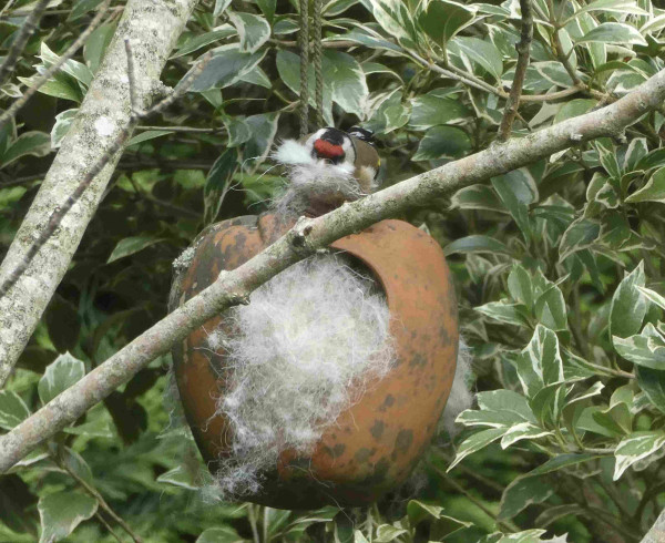 Photo of a terracotta apple-shaped bird feeder hanging on the branch of a tree. It has been stuffed with fluffy white sheep’s wool fibre. A smaller branch crosses in front of it at an angle. 
A goldfinch is sitting on the top of the apple, face on to the camera, its beak also absolutely stuffed with the fluff, like it has a huge moustache. Its red target-like head just showing above. Only a glimpse of gold on an olive wing is visible.
The background is dense shrubbery, variegated green and cream evergreen leaves.
