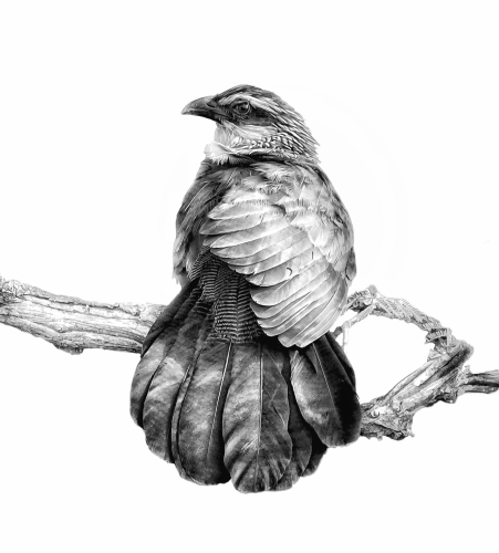 A white Browed Coucal bird in black and white. The bird is sitting on a branch with his back to me and its head turned to the left. The photo is edited to look like a painting in a minimal form.