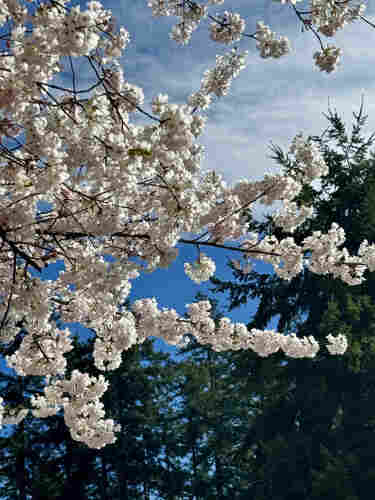 Close up of tree branches covered in fluffy white blossoms against a forest background and blue sky, white clouds. 