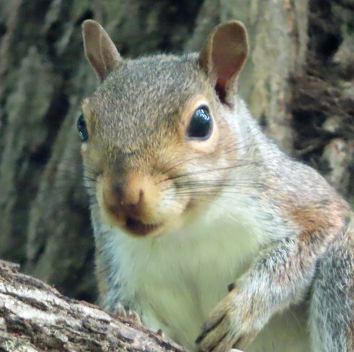 closeup of gray squirrel in tree 