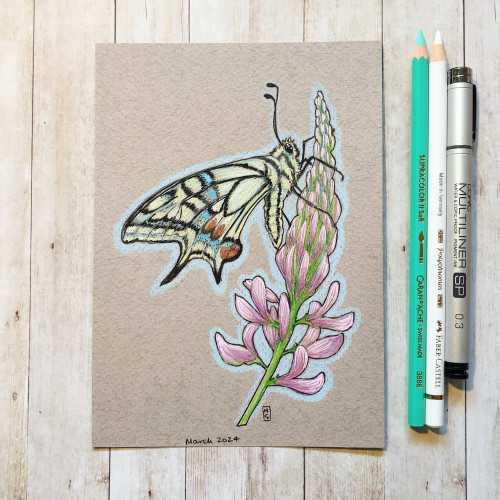 Original drawing - Swallowtail Butterfly
A colour drawing of a yellow swallowtail butterfly sitting on a lilac and pink flower.
Materials: colour pencil, mixed media, warm toned grey pastel paper
Width: 5 inches
Height: 7 inches