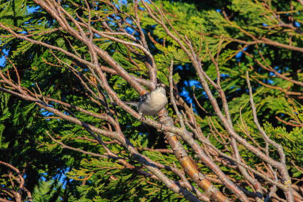 A northern mockingbird braces against the wind from their perch in a cypress tree. They're looking toward the camera.