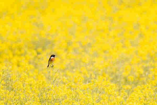 A small black-white-brown bird in the middle of a yellow colza field.
