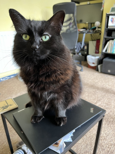 A black fluffy cat is sitting upright on her back legs on top of a closed black Thinkpad laptop on a small black table, staring intently in your face. 