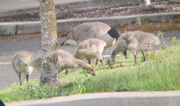 Four Canada Goose goslings and an adult grazing on a patch of lawn by a parking lot. The light brown dinosaurian  youngsters are fuzzy,  wingless,  and pretty darn cute as they bow their necks downward to nip at the turf. Mesozoic, yet adorable. 