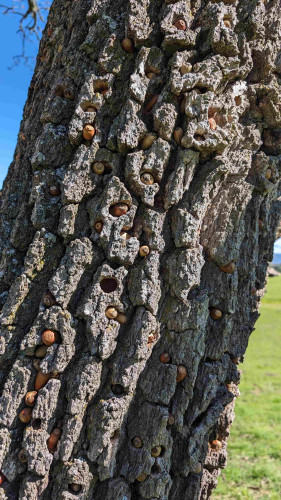 An oak trunk with thick bark and about 30 acorns embedded in the bark. Deep green grass and blue sky can be seen in the background.