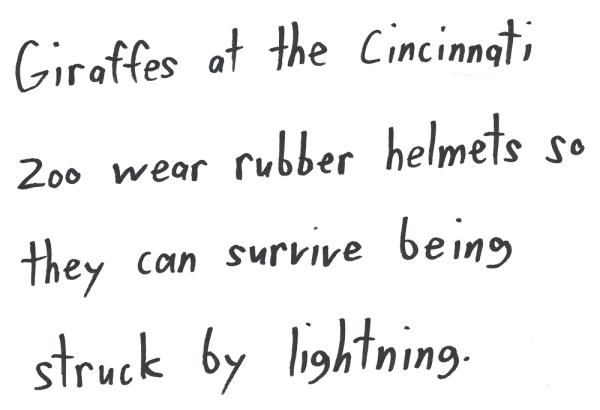 Giraffes at the CIncinnati Zoo wear rubber helmets so they can survive being struck by lightning.