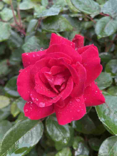 A vibrant red rose with water droplets on its petals, surrounded by green leaves.