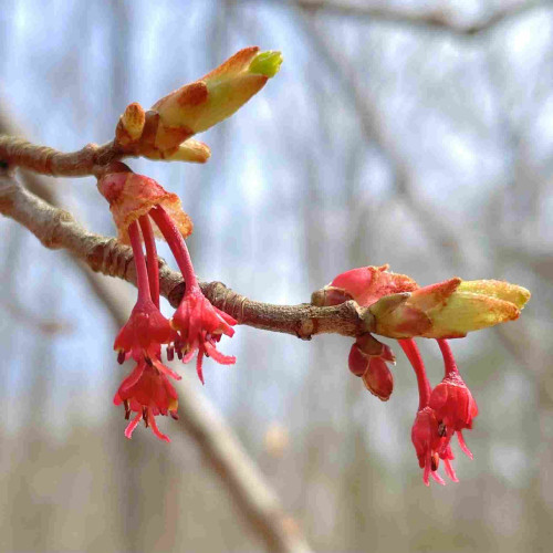 Close-up of Red Maple flowers and budding leaves on a branch against a blurred forest background.