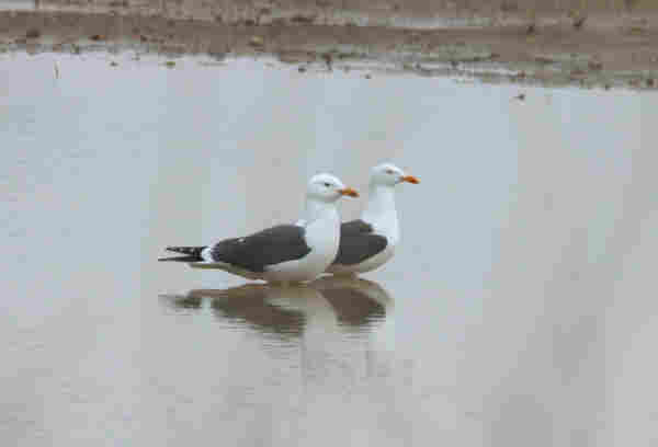 Two Lesser Black-backed Gulls standing in shallow water, with some sand visible at the top of the picture. The two birds are standing next to each other, facing the same direction. They have almost black wings, a white line where the tail starts and then very black tail feathers with white dots. Their head is not so big, and they don't look very "mean" (if that is possible). Their yellow beaks have a red dot at the bottom part.