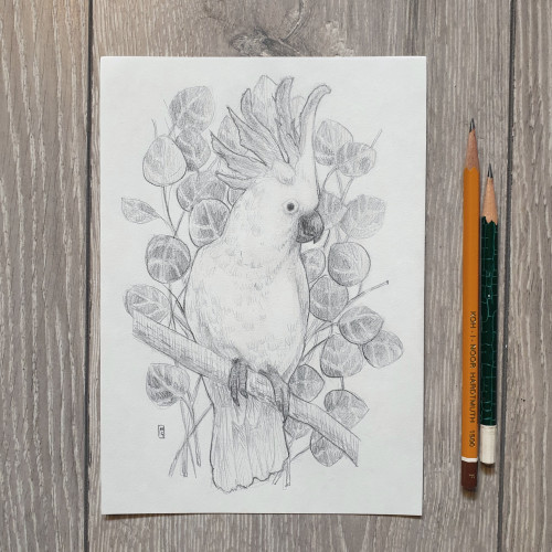 Original drawing - Cockatoo Bird
A pencil drawing of a cockatoo bird with eucalyptus branches in the background.
Materials: graphite pencil, white sketchbook paper
Width: 15 centimetres
Height: 21 centimetres