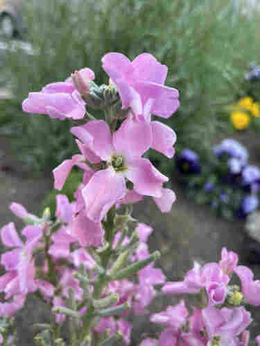 This is a picture of a pale pink stock flower.
 The soft petals are slightly curled inward on the outside. In the background, leaves of other plants and pansy flowers are blurred.