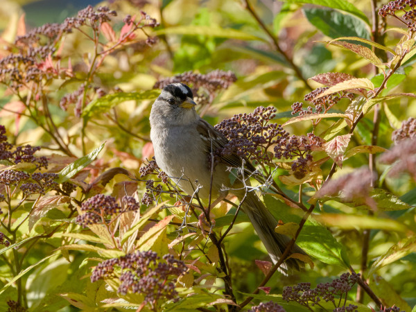 A White-crowned Sparrow in a bush with some yellow-orange leaves; its side and back are lit by the low afternoon sun
