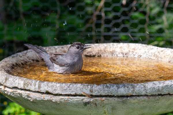 Gray bird sitting in a shallow cement container filled with water.