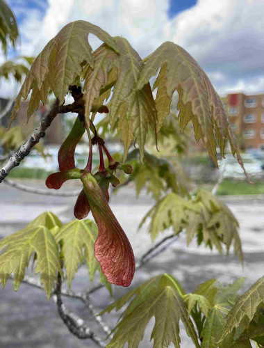 Young silver maple leaves, green with a reddish tinge with jagged pointy edges. A single red key a.k.a. helicopter seeds hangs. The seed part is green and the papery wing part is red with a greenish tinge underneath. 