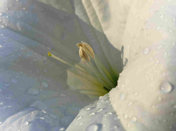 Close up shot of an Angels Trumpet flower with water on its petals (C)P.Gamble Photography