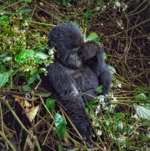 A baby gorilla sits in the jungle foliage of the Bwindi Forest with one hand covering an eye with the cutest baby pout on his face.