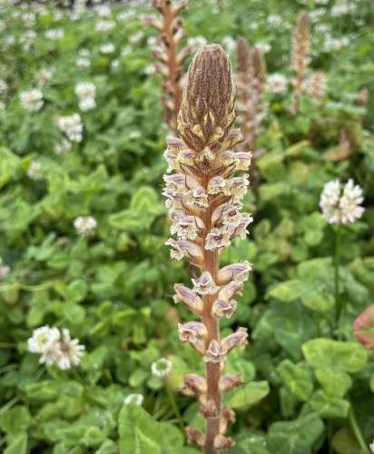 Here are some pictures of the flowers of Orobanche minor. It has clusters of small pale pink flowers on thick matchsticks in the field.
There are several flowers blooming on the long part of the matchstick, and the top head is still a bud. The buds are oval and look like brown makeup brush tips.
