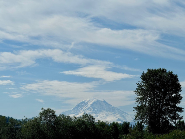 View of Mount Rainier with trees and greenery in the foreground from the Sumner valley. There are streaks of cloud but no hat on the mountain. 
