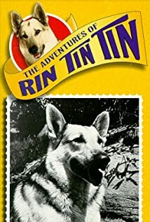 This is a photo of RinTinTin a famous German shepherd dog film and comic book star.