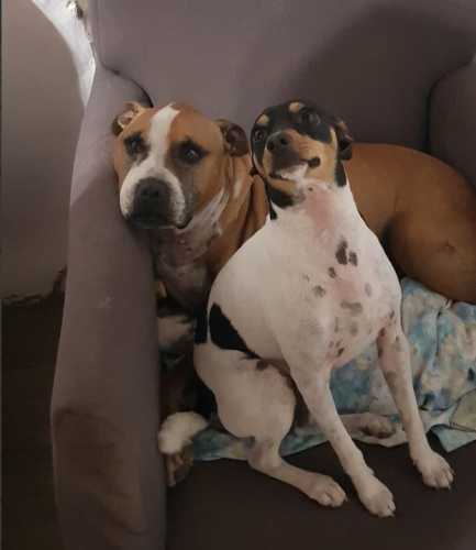 Dos perritos sentados en un sillón