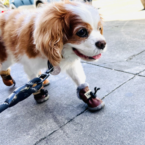 Cookie the Cavalier spaniel walking down the street with brown boots